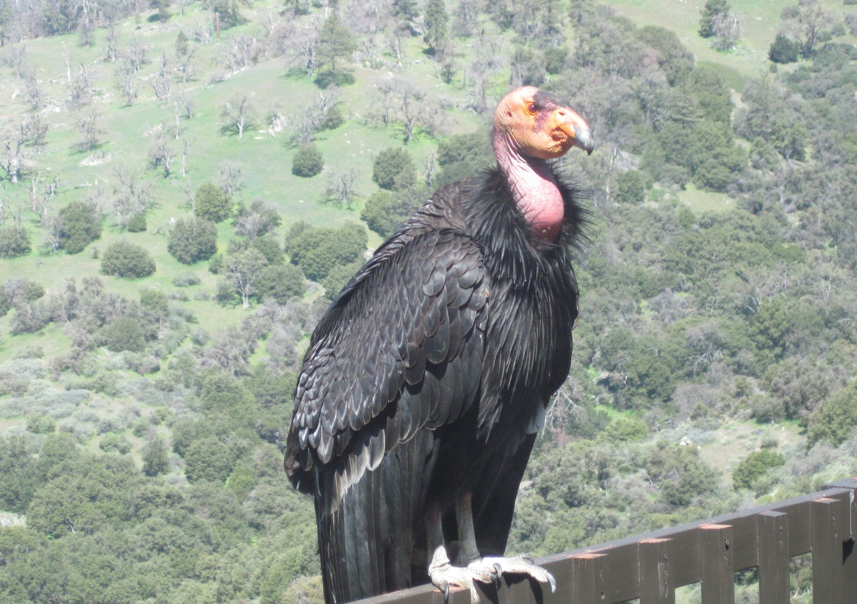 Natural Sightings #582 - California Condor 1.jpg